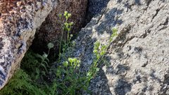 Cryptantha cycloptera