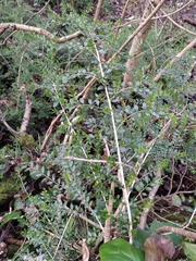 Buxus colchica