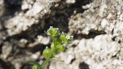 Cryptantha cycloptera