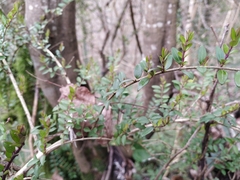 Buxus colchica