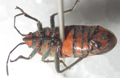 Graptostethus