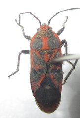 Graptostethus