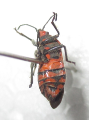 Graptostethus
