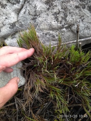 Ehrharta rupestris rupestris