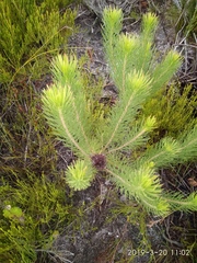 Sorocephalus pinifolius