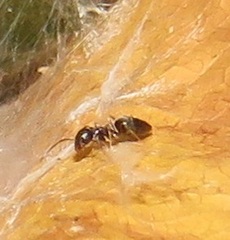 Technomyrmex pallipes