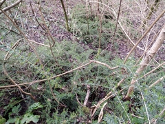 Buxus colchica