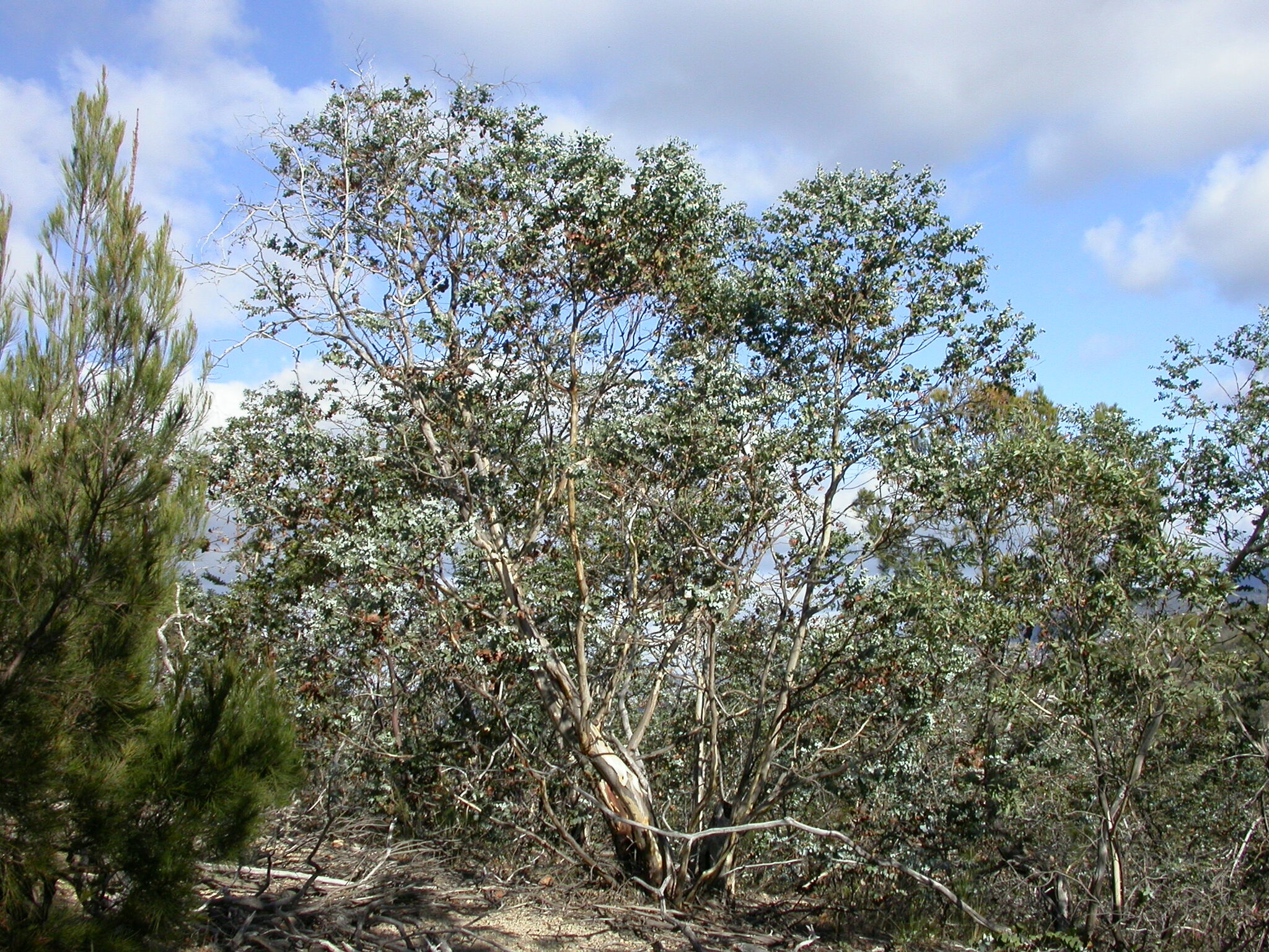 Eucalyptus risdonii