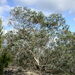 Eucalyptus risdonii - Photo (c) Dean Nicolle, algunos derechos reservados (CC BY-NC), subido por Dean Nicolle