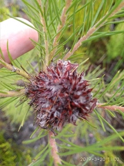 Sorocephalus pinifolius