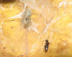 Technomyrmex pallipes
