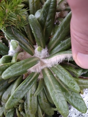 Oldenburgia paradoxa