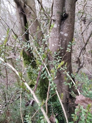 Buxus colchica