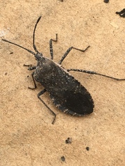 Hypselonotini