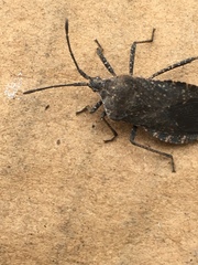 Hypselonotini