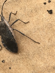 Hypselonotini