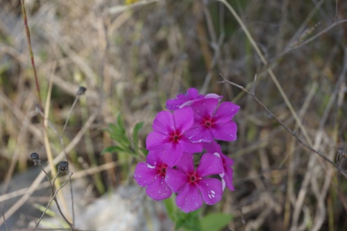 Annual phlox (Phlox drummondii)