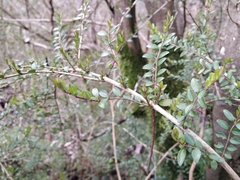 Buxus colchica