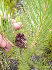 Sorocephalus pinifolius