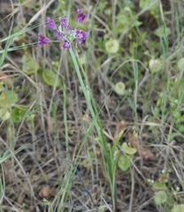 Allium crispum