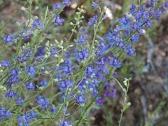 Delphinium parryi