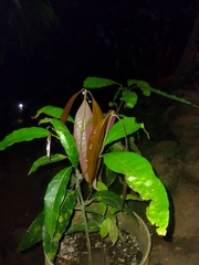 Mangifera indica image