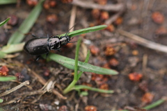 Pterostichus oblongopunctatus