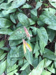 Erythronium rostratum