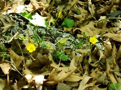 Ranunculus marginatus