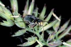 Malachius australis