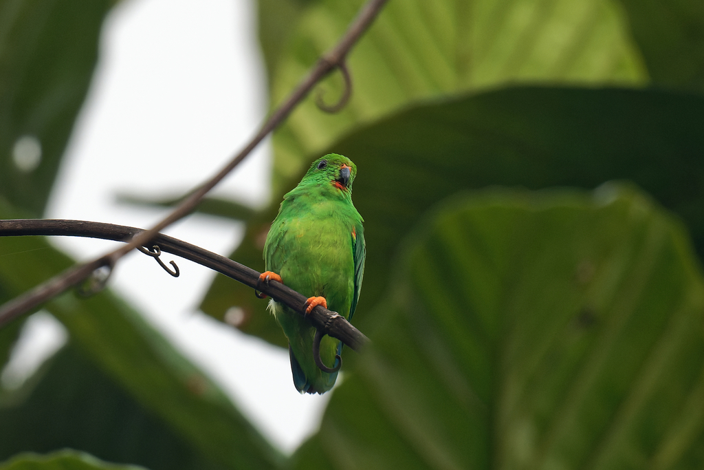 Moluccan Hanging-Parrot