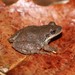 Mountain Chorus Frog - Photo (c) Jance S Carter, some rights reserved (CC BY-NC), uploaded by Jance S Carter