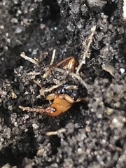 Amphasia interstitialis