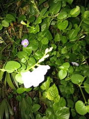 Asystasia gangetica image