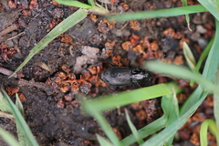 Pterostichus oblongopunctatus