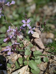 Cardamine douglassii