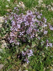 Cardamine douglassii