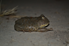 Paraguay Horned Frog photo 4