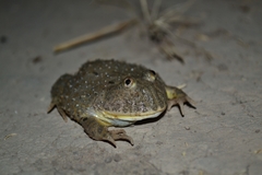Paraguay Horned Frog photo 2