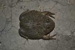 Paraguay Horned Frog photo 3