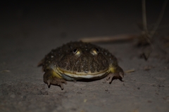 Paraguay Horned Frog photo 5