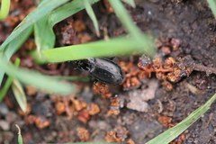 Pterostichus oblongopunctatus