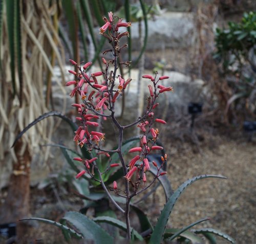 Aloe divaricata