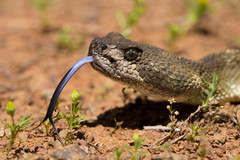 Crotalus oreganus