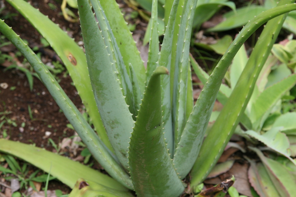 aloe vera (Aloe vera)  iNaturalist