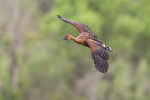 Fulvous Whistling-Duck