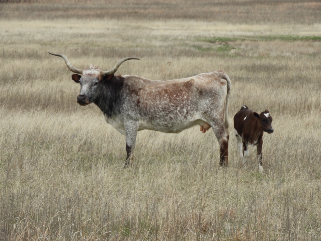 Domestic Cattle from Comanche County, OK, USA on March 29, 2019 at 01
