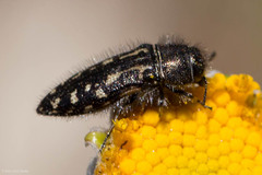 Acmaeodera retifera