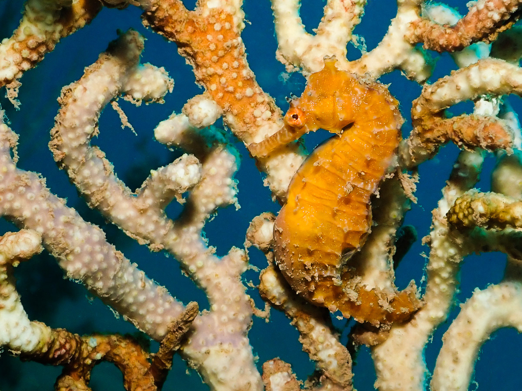 Bighead seahorse (Hippocampus grandiceps) — Syngnathidae