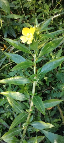 Image of Ludwigia elegans by (c) Lucila Trussi, some rights reserved (CC BY)